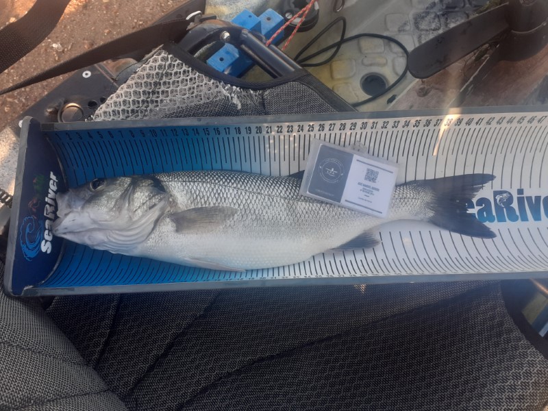Fish Measure Picture